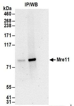 Rabbit Mre11 Antibody