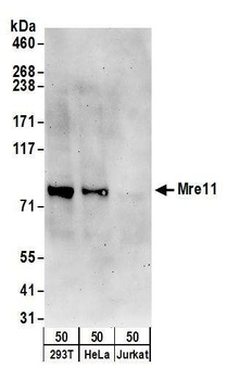 Rabbit Mre11 Antibody