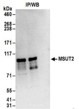 Rabbit MSUT2 Antibody