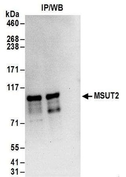 Rabbit MSUT2 Antibody