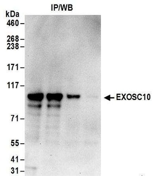 Rabbit EXOSC10 Antibody