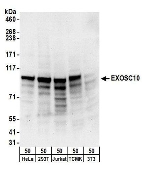 Rabbit EXOSC10 Antibody