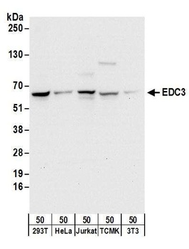 Rabbit EDC3 Antibody