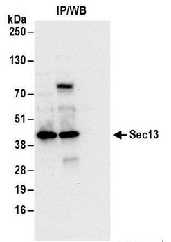 Rabbit Sec13 Antibody