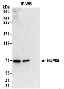 Rabbit NUP85 Antibody
