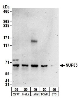 Rabbit NUP85 Antibody