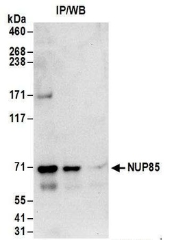 Rabbit NUP85 Antibody