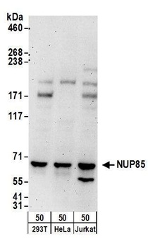 Rabbit NUP85 Antibody