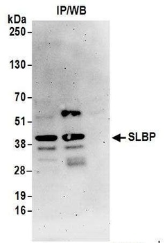 Rabbit SLBP Antibody