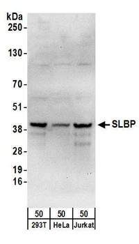 Rabbit SLBP Antibody