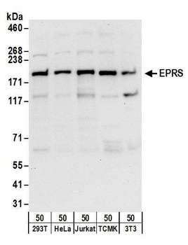 Rabbit EPRS Antibody