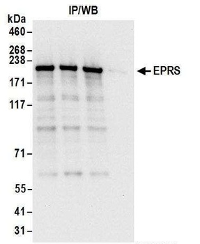 Rabbit EPRS Antibody