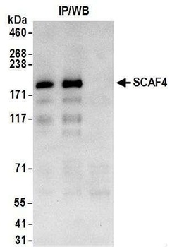 Rabbit SCAF4 Antibody