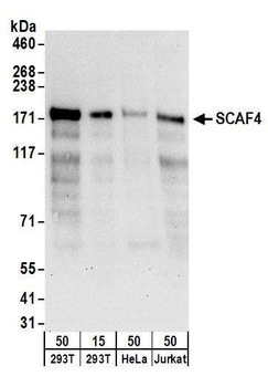 Rabbit SCAF4 Antibody
