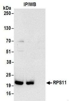 Rabbit RPS11 Antibody