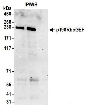 Rabbit p190RhoGEF Antibody