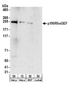 Rabbit p190RhoGEF Antibody