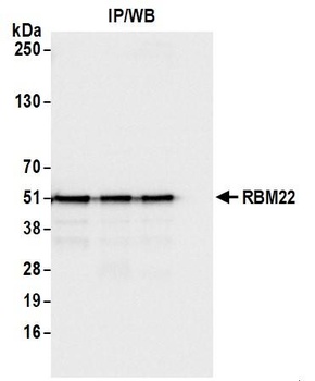 Rabbit anti-RBM22 Antibody