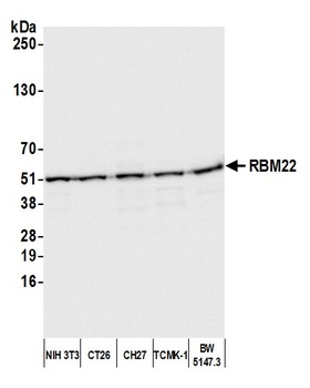 Rabbit anti-RBM22 Antibody