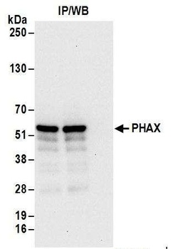 Rabbit PHAX Antibody