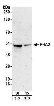 Rabbit PHAX Antibody
