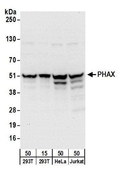 Rabbit PHAX Antibody