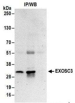Rabbit EXOSC3 Antibody
