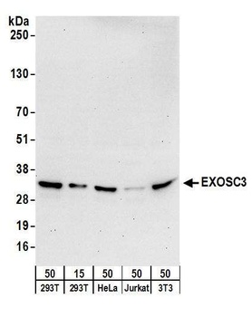 Rabbit EXOSC3 Antibody