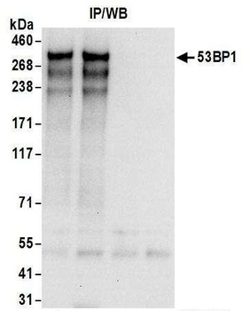 Goat 53BP1 Antibody
