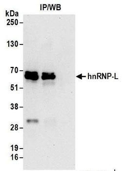 Rabbit hnRNP-L Antibody