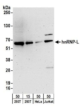 Rabbit hnRNP-L Antibody