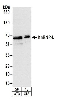 Rabbit hnRNP-L Antibody
