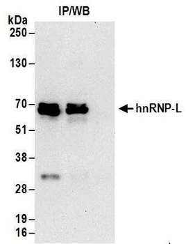 Rabbit hnRNP-L Antibody