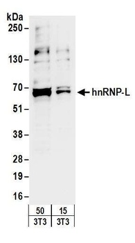 Rabbit hnRNP-L Antibody