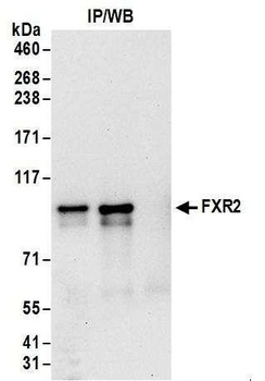 Rabbit FXR2 Antibody