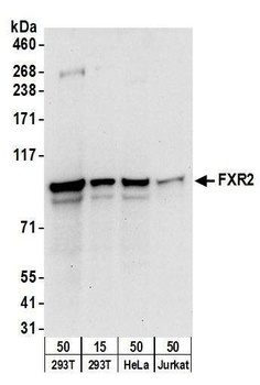 Rabbit FXR2 Antibody