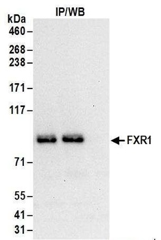 Rabbit FXR1 Antibody