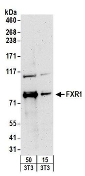Rabbit FXR1 Antibody