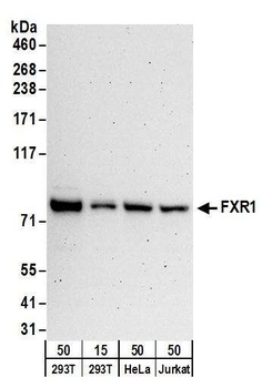 Rabbit FXR1 Antibody