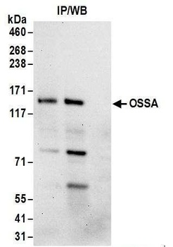 Rabbit OSSA Antibody