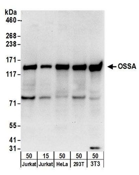 Rabbit OSSA Antibody