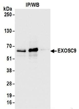 Rabbit EXOSC9 Antibody