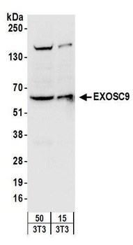 Rabbit EXOSC9 Antibody