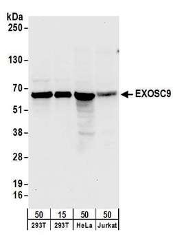 Rabbit EXOSC9 Antibody