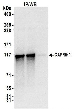 Rabbit CAPRIN1 Antibody