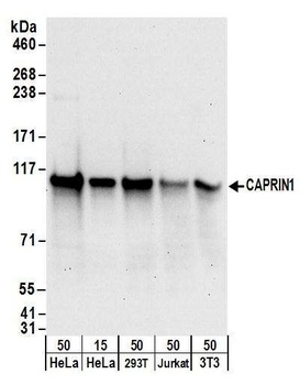 Rabbit CAPRIN1 Antibody