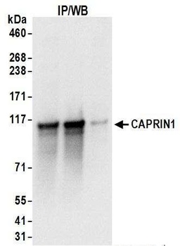 Rabbit CAPRIN1 Antibody