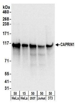 Rabbit CAPRIN1 Antibody