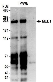 Goat anti-MED1 Antibody
