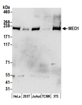 Goat anti-MED1 Antibody